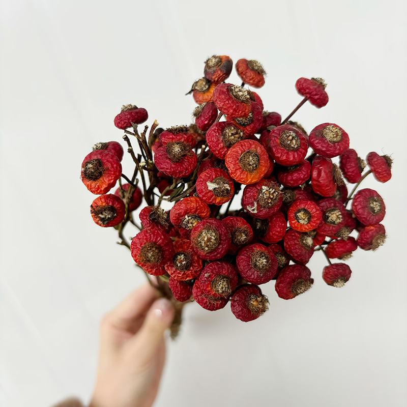 10pcs/Bunch Dried Rose Hip Ber - Dried Flower Bunch recension och pris