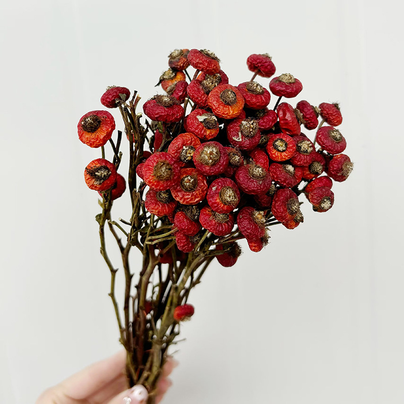 10pcs/Bunch Dried Rose Hip Ber - Dried Flower Bunch recension och pris