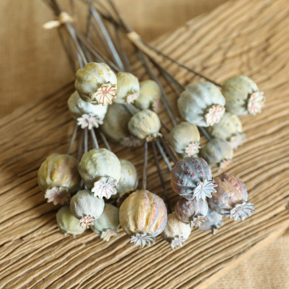 6Heads Poppies Fruit Dried Flo - Dried Flower Bunch recension och pris
