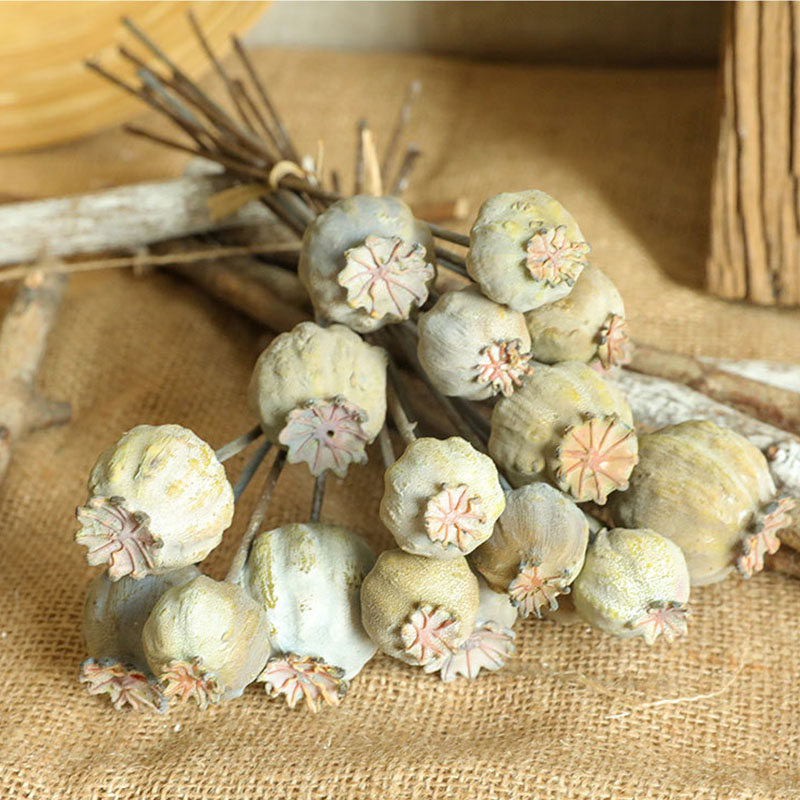6Heads Poppies Fruit Dried Flo - Dried Flower Bunch recension och pris