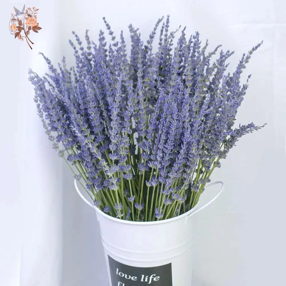 50g Natural Dried Lavender Bou - Dried Flower Bunch recension och pris