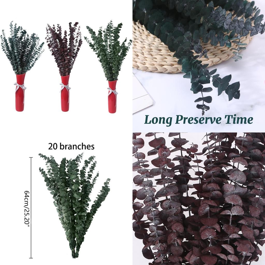 20Pcs Preserved for Fresh Euca - Eucalyptus Preserved recension och pris