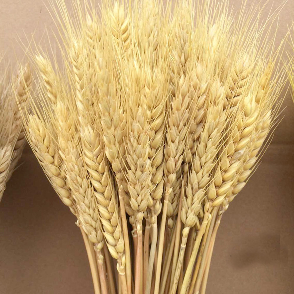 50pcs natural dried flower bou - Dried Flower Bunch recension och pris