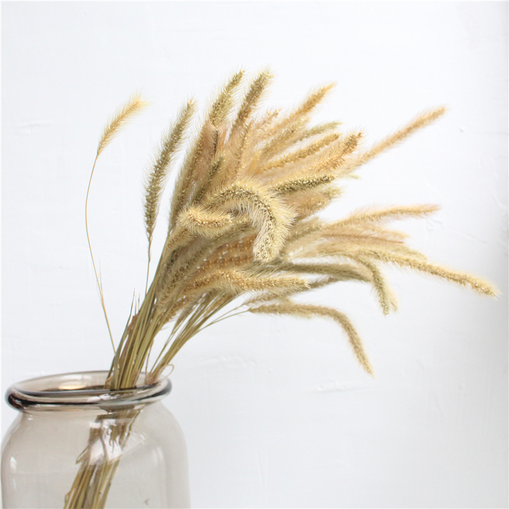 200pcs natural dried Lagurus o - Dried Flower Bunch recension och pris