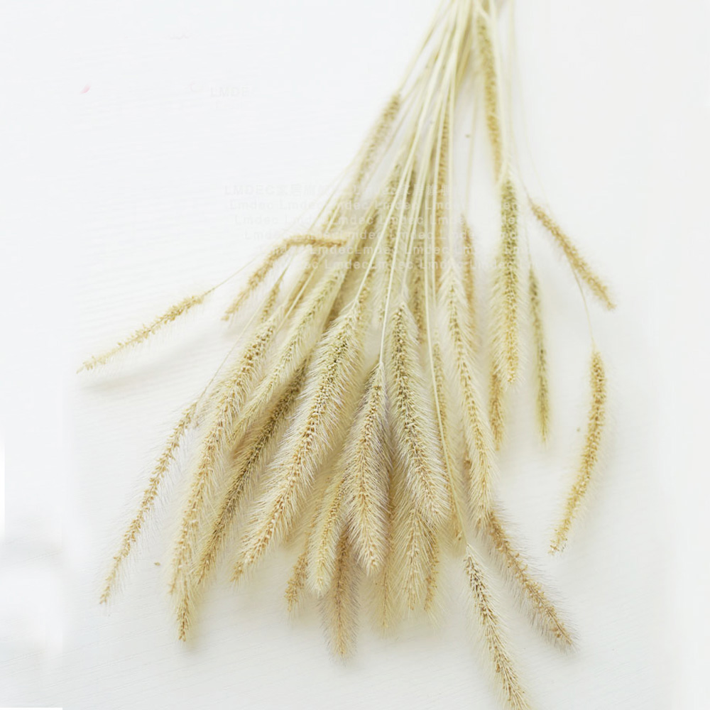 200pcs natural dried Lagurus o - Dried Flower Bunch recension och pris