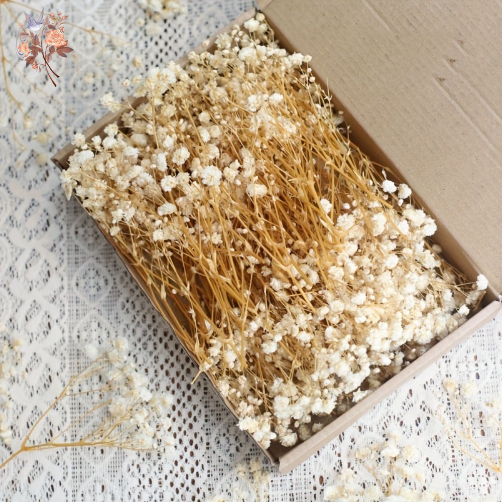 100pcs Mini Dried Baby's Breat - Dried Flower Bunch recension och pris